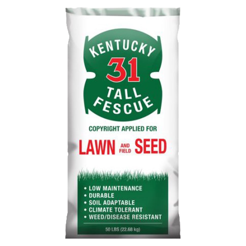 Kentucky 31 Fescue Seed, 50 lb. Bag - KY 31