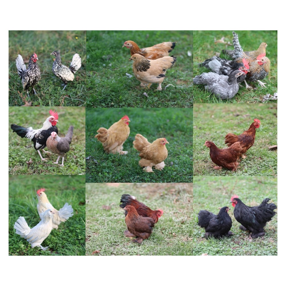 CHICKS STRAIGHT RUN BANTAMS DO NOT COMPLETE