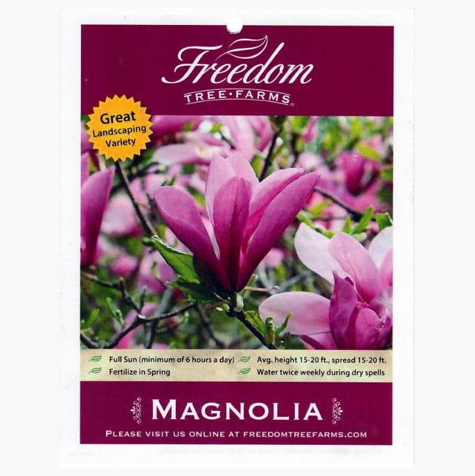 Freedom Farms Jane Magnolia Flowering Tree, 7 Gallon Pot
