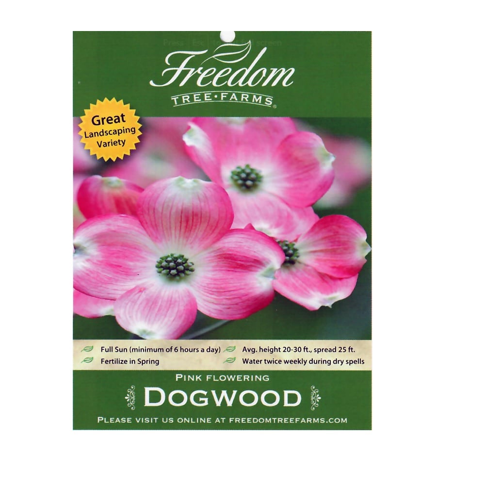 Freedom Farms Stellar Pink Dogwood, 5 Gallon Pot