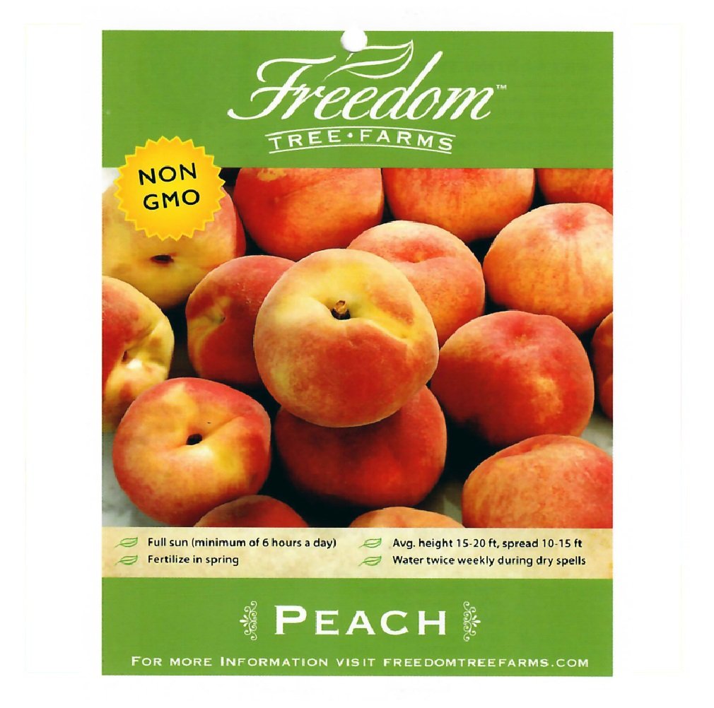 Freedom Tree Farms Sunny J Yellow Peach Tree in 5 Gallon Bucket