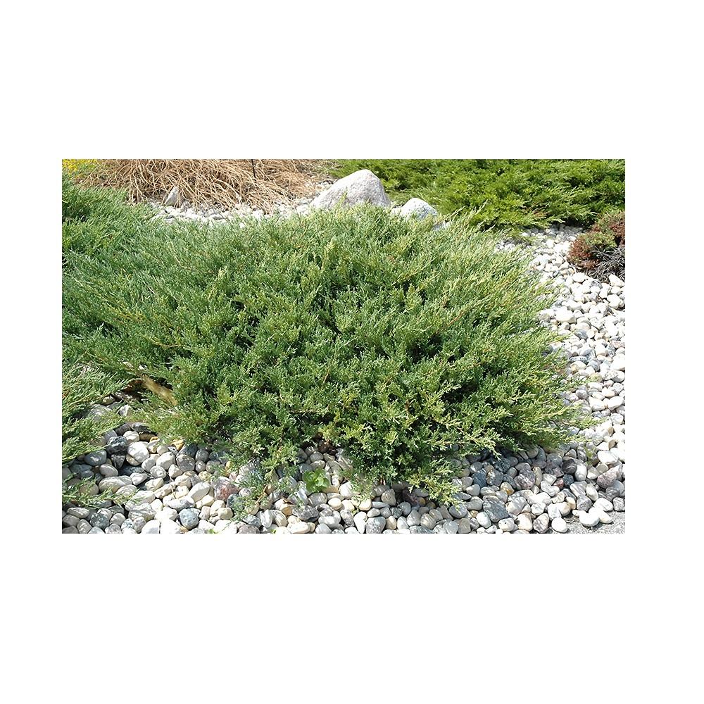 Compact Juniper Park Hill Plants And Trees Compact Andorra Spreading Juniper, #1 ...