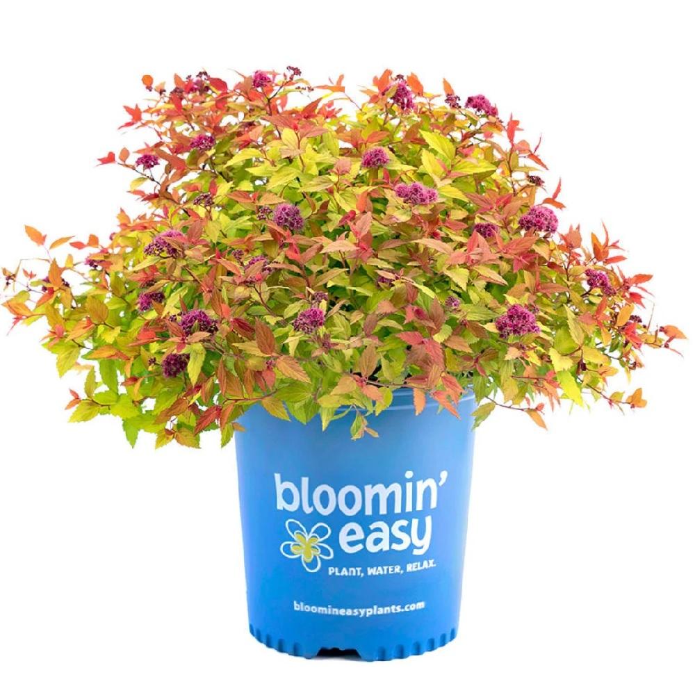 Fizz Pots Greenleaf Nursery Rainbow Fizz™ Spirea, 2 Gallon Deco Pot | Rural King