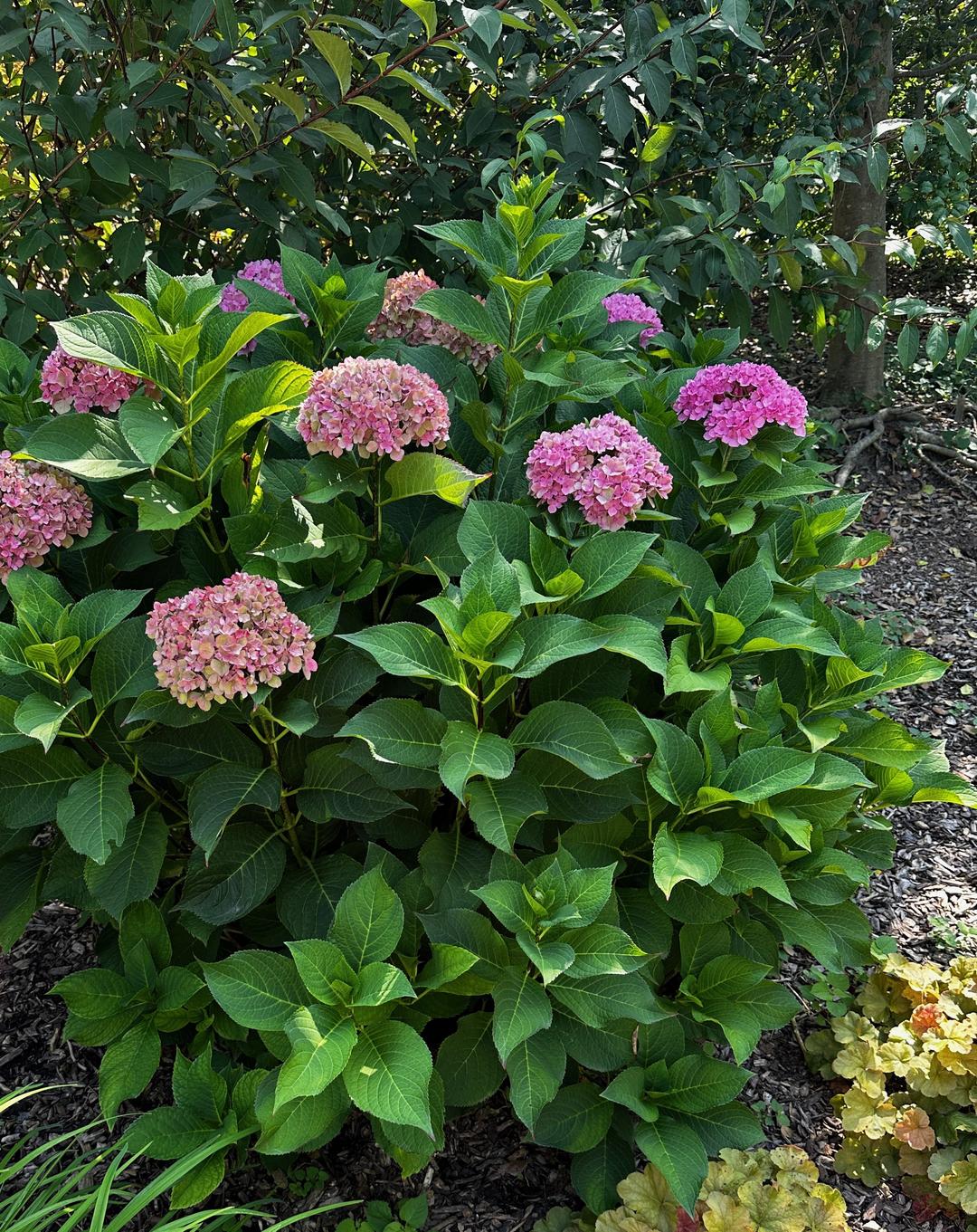 Assorted Hydrangea Field Park Hill Plants And Trees Assorted Premium® Hydrangea, #3 | Rural King