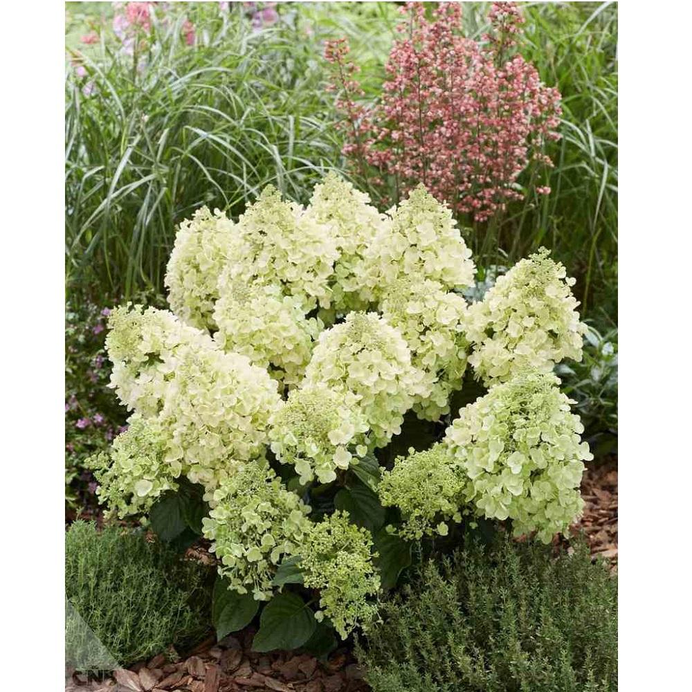 Happy Hydrangea J Berry Nursery Happy Bee Hydrangea, 2 Gallon | Rural King