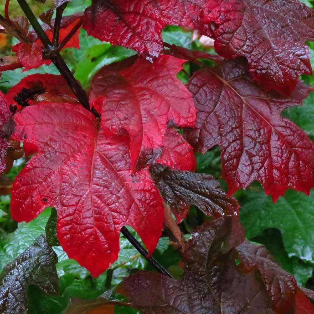 J Berry Nursery Ruby Slippers Hydrangea 2 Gallon Rural King J berry nursery ruby slippers hydrangea 2 gallon rural king
