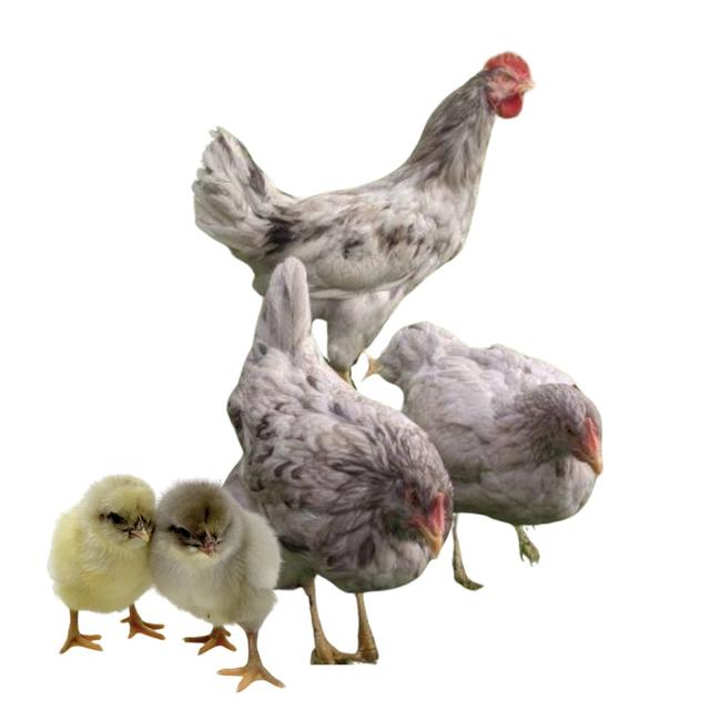 Sapphire Splash Roo Hoover's Hatchery Sapphire Splash Straight Run Layer Chicks - Live ...