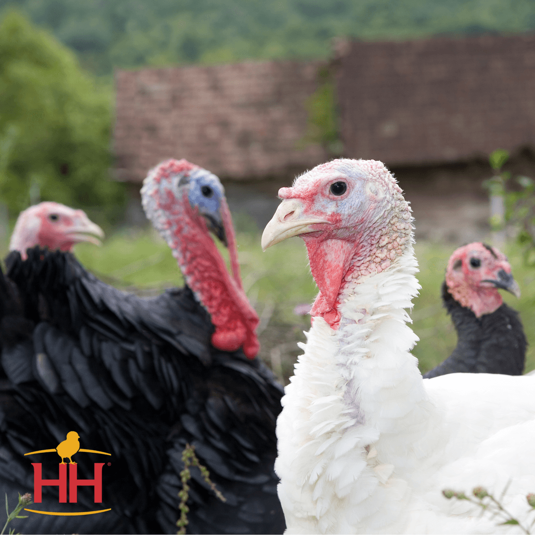 Regular Turkey Standard Turkey Assortment - Unsexed | Rural King
