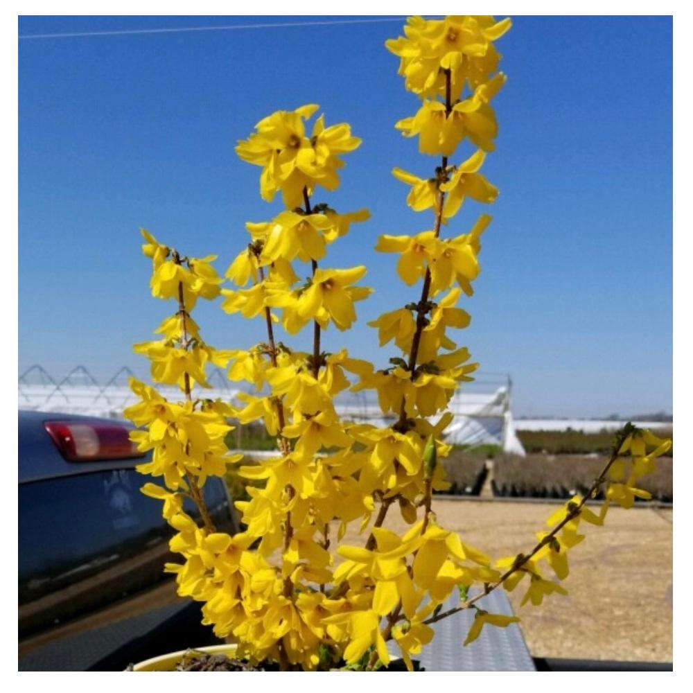 Forsythia Spring Park Hill Plants And Trees First Editions Forsythia Spring Fling #1 ...