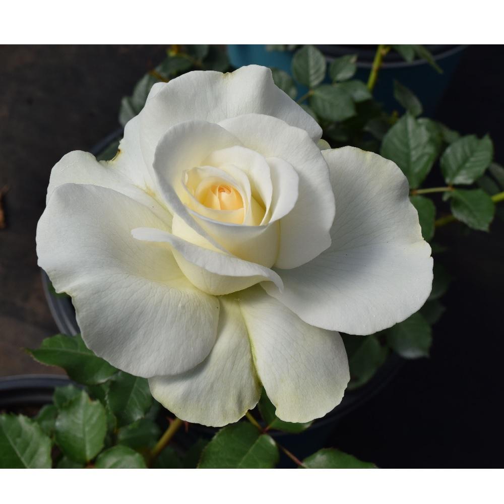 Park Hill Plants And Trees Assorted Rose, #2 | Rural King