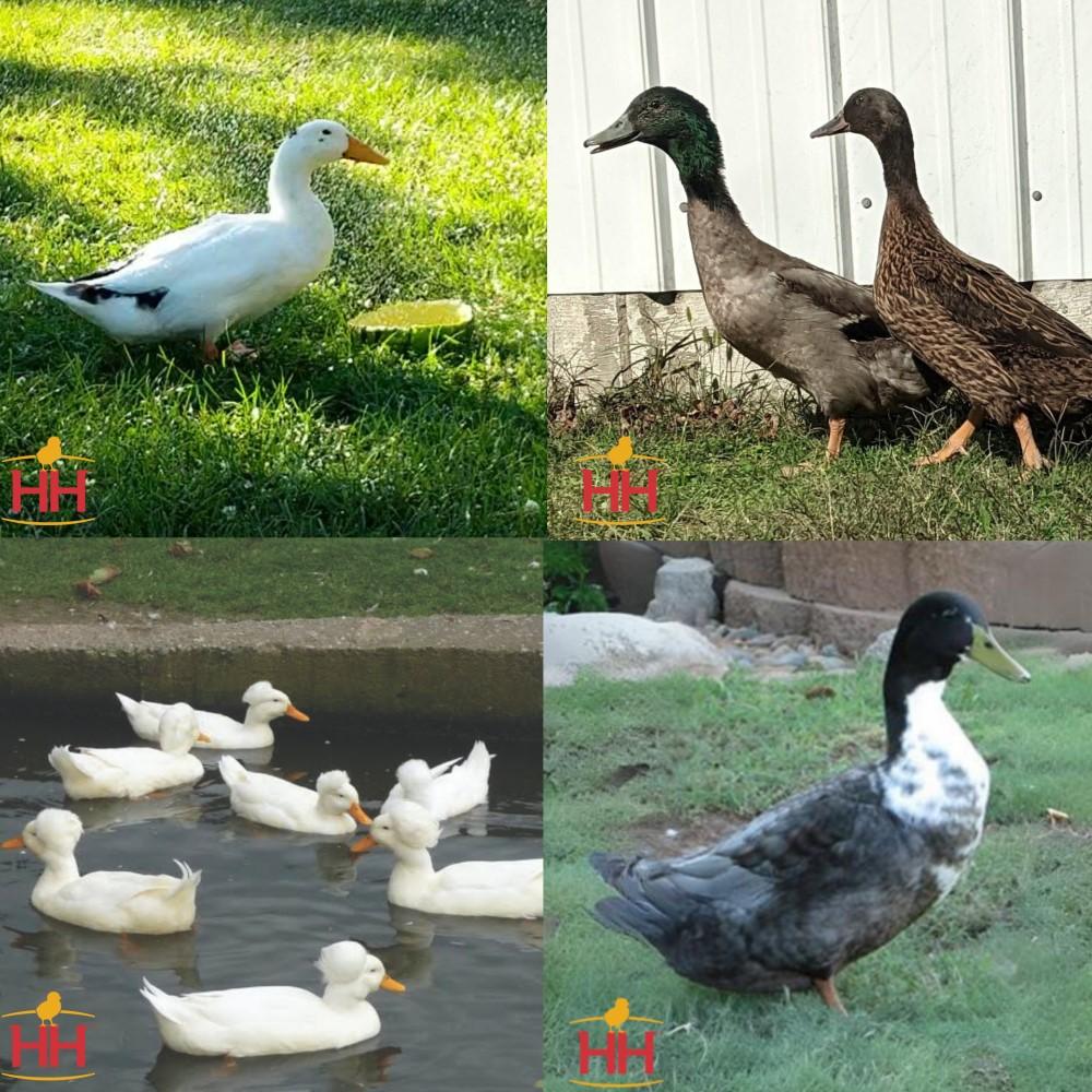 Assorted Ducklings Fancy & Fun Ducks Assortment - Unsexed | Rural King
