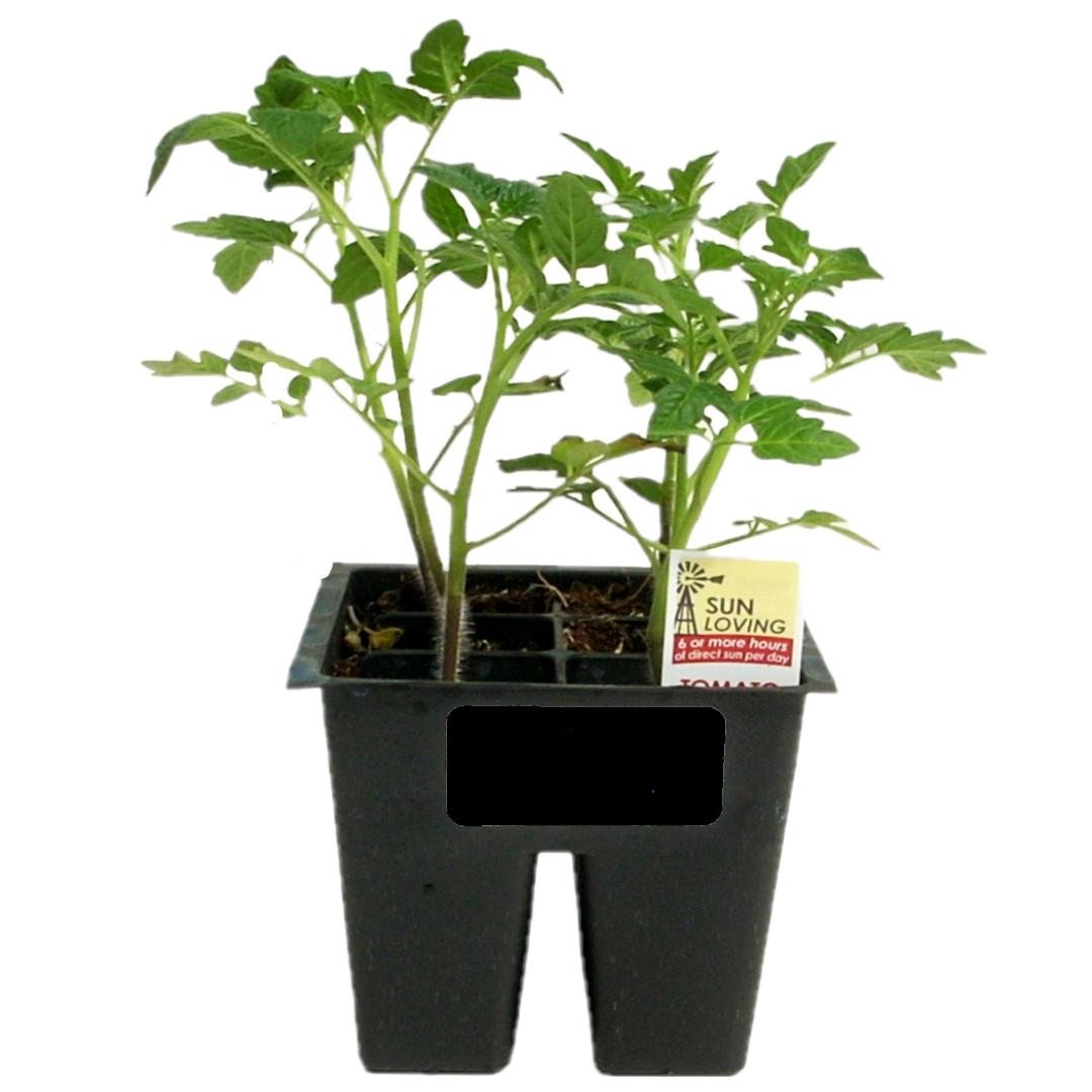 Lot Of 2 Beefsteak Tomato Live Plants - 6 To 10 Inches Tall, 60+ Days Old