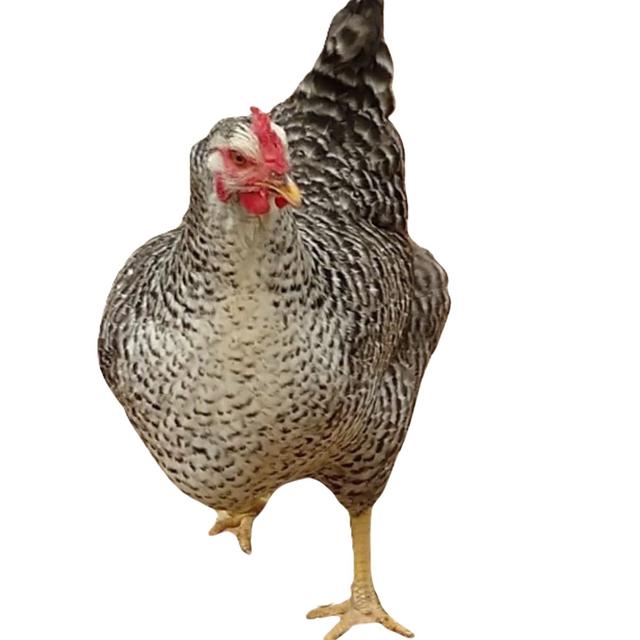 Rustic Ridge Poultry Hoover's Hatchery Rustic Rock Straight Run Layer Chicks - Live Chickens ...