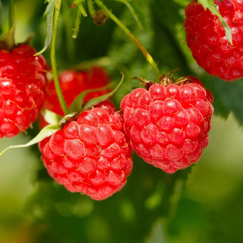 Assorted Raspberry, 1 Gallon | Rural King