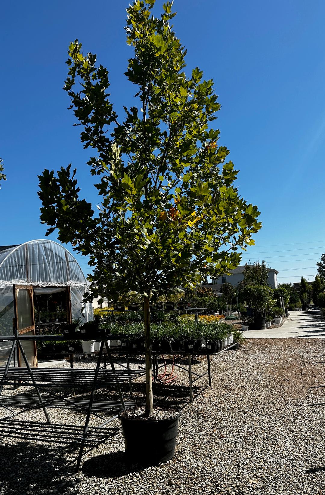 Treeplane Park Hill Plants And Trees Plane Tree London, #7 | Rural King