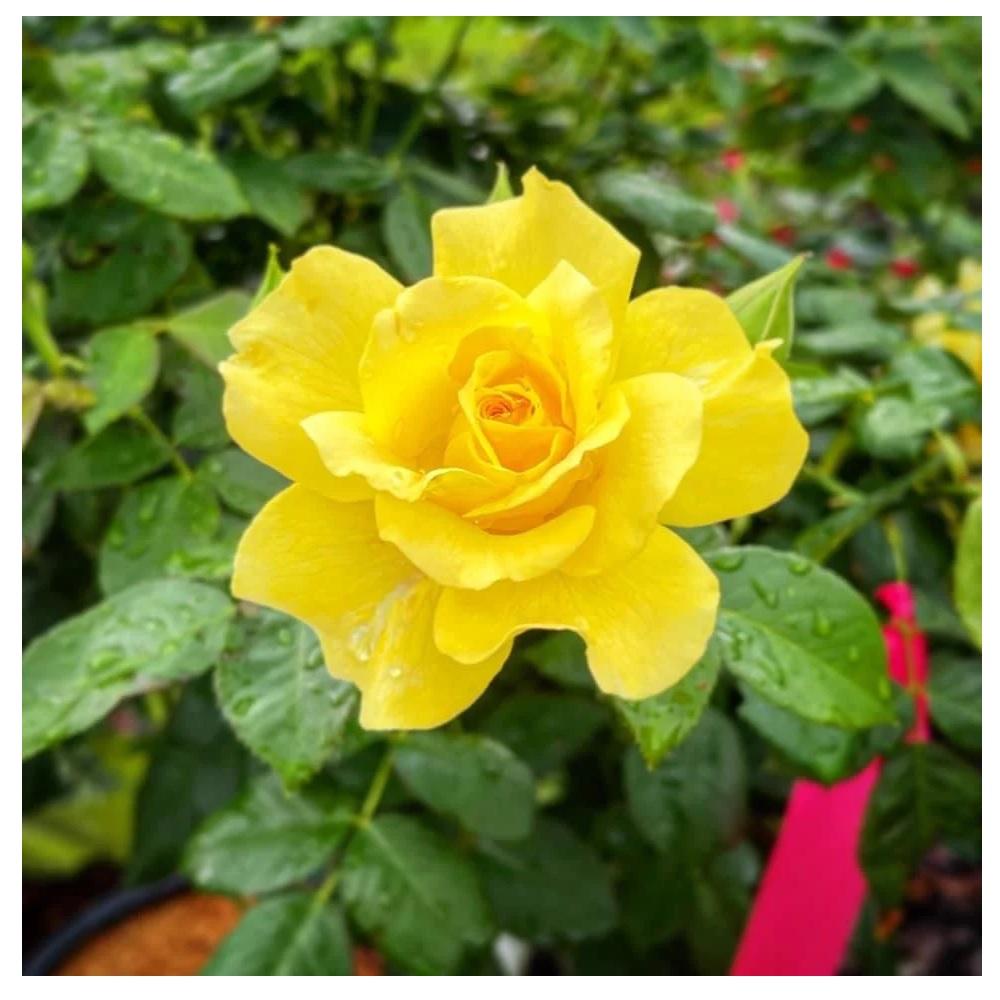 Park Hill Plants And Trees Assorted Rose, #3 | Rural King