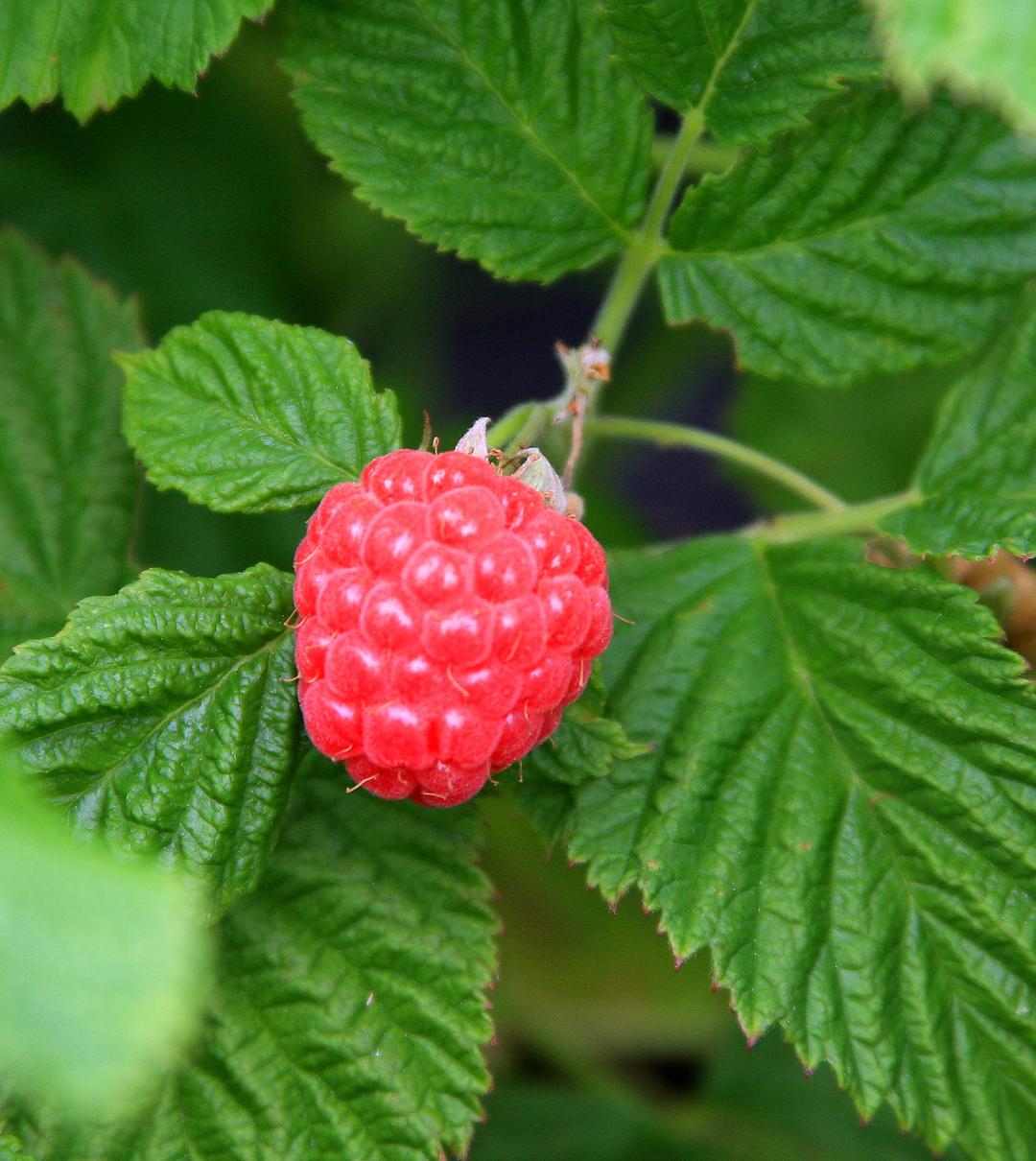 Heritage Raspberry, 1 lb. | Rural King